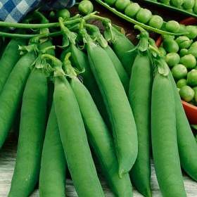 Fotka k inzerátu Hrách dřeňový Oskar -  semena / 19667403