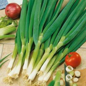 Fotka k inzerátu Cibule sečka Bajkal -  semena / 19667403