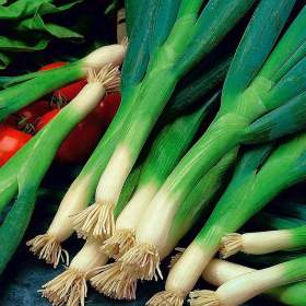 Fotka k inzerátu Cibule sečka Entita -  semena / 19667403