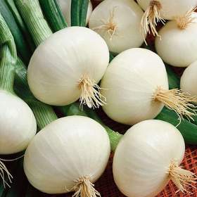 Fotka k inzerátu Cibule Southport White Globe -  semena / 19667403