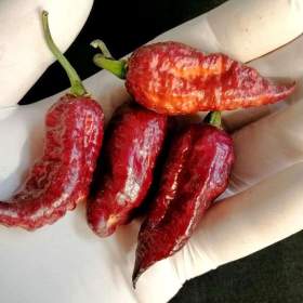 Fotka k inzerátu Chilli Hallows Eve -  original -  semena / 19477187