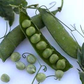 Fotka k inzerátu Hrách dřeňový Radovan -  semena / 19668867