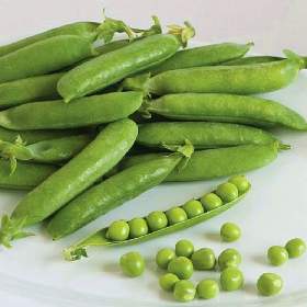 Fotka k inzerátu Hrách dřeňový Sienna -  semena / 19668867