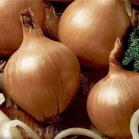 Fotka k inzerátu Cibule Všetana -  semena / 19668867