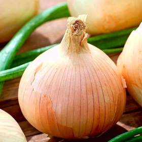 Foto inzerátu Cibule Wama - semena