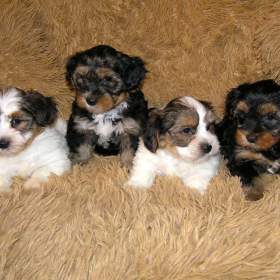 Foto inzerátu Biewer Yorkshire Terrier a Spaltbiewer F2 štěňátka