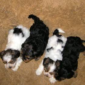 Foto inzerátu Biewer Yorkshire Terrier a Spaltbiewer F2 štěňátka