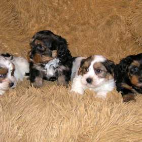 Foto inzerátu Biewer Yorkshire Terrier a Spaltbiewer F2 štěňátka