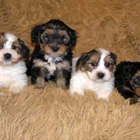 Fotka k inzerátu Biewer Yorkshire Terrier a Spaltbiewer F2 štěňátka / 19675509