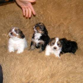 Foto inzerátu Biewer Yorkshire Terrier a Spaltbiewer F2 štěňátka