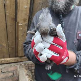Foto inzerátu Dikobraz mládě samička