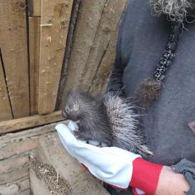 Fotka k inzerátu Dikobraz mládě samička / 18960221