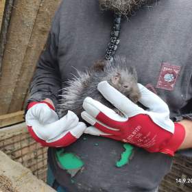 Foto inzerátu Dikobraz mládě samička