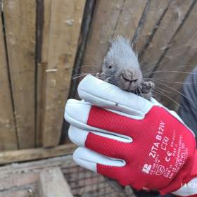 Foto inzerátu Dikobraz mládě samička