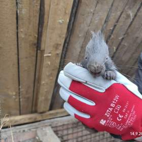 Foto inzerátu Dikobraz mládě samička