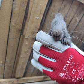 Foto inzerátu Dikobraz mládě samička