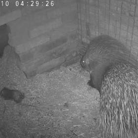 Foto inzerátu Dikobraz mládě samička