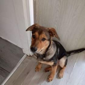 Foto inzerátu Prodám štěně do dobrých rukou 