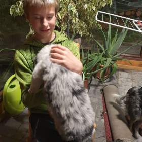 Foto inzerátu Border kolie štěňátka