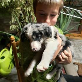 Foto inzerátu Border kolie štěňátka
