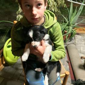 Foto inzerátu Border kolie štěňátka