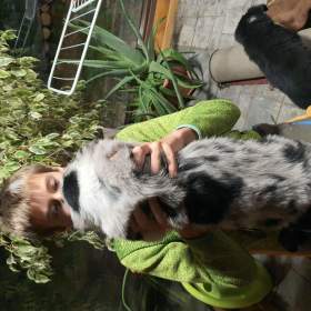 Foto inzerátu Border kolie štěňátka