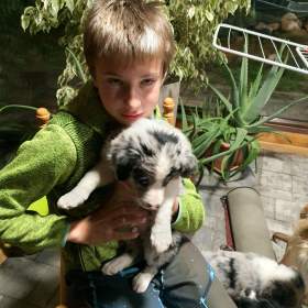 Foto inzerátu Border kolie štěňátka