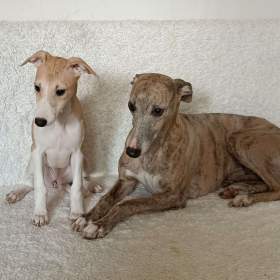 Foto inzerátu Vipet /Whippet/ - štěňátka s PP
