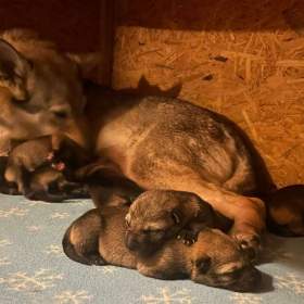 Fotka k inzerátu Československý vlčák s PP -  TOP PRACOVNÍ SPOJENÍ ROKU / 19499660