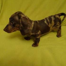 Foto inzerátu jezevčík trpasličí