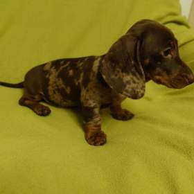 Foto inzerátu jezevčík trpasličí