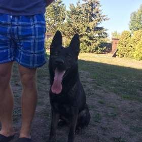 Foto inzerátu Německý ovčák celočerná a vlkošedá štěńata 