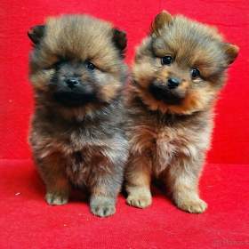 Foto inzerátu Pomerian mini