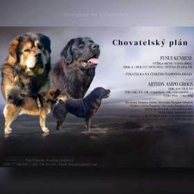 Tibetská doga- rezervace / 19676878