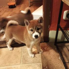 Foto inzerátu Štěňátka Shiba inu