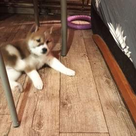 Fotka k inzerátu Štěňátka Shiba inu / 19676670