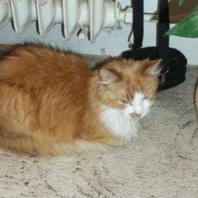 Fotka k inzerátu Daruji / 19372034