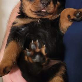 Fotka k inzerátu Štěňata RTW, rotvajler, rottweiler / 19499660