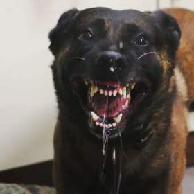 Foto inzerátu Belgický ovčák malinois s PP