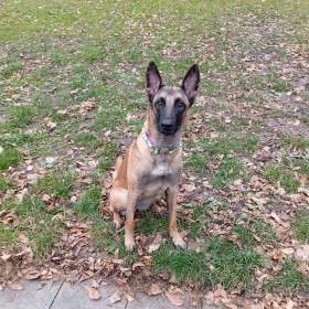 Foto inzerátu Belgický ovčák malinois s PP