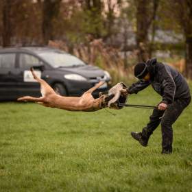 Foto inzerátu Belgický ovčák malinois s PP