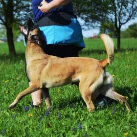 Foto inzerátu Belgický ovčák malinois s PP