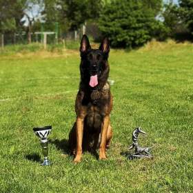 Foto inzerátu Belgický ovčák malinois s PP