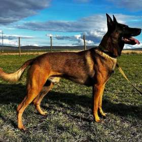 Foto inzerátu Belgický ovčák malinois s PP