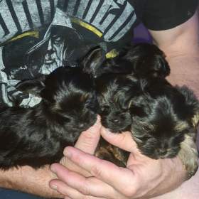 Foto inzerátu Jorkšírský teriér