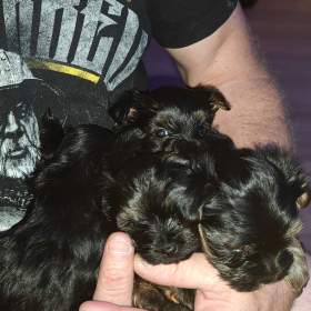 Foto inzerátu Jorkšírský teriér