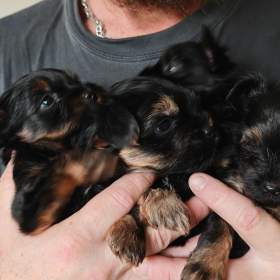 Foto inzerátu Jorkšírský teriér