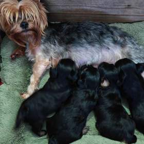 Foto inzerátu Jorkšírský teriér