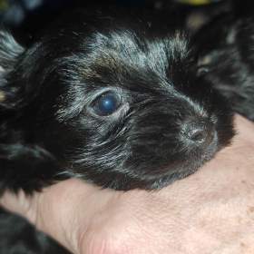 Foto inzerátu Jorkšírský teriér