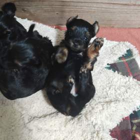 Foto inzerátu Jorkšírský teriér